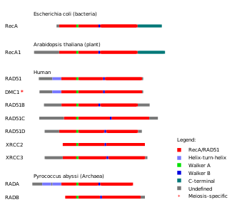 Graphic showing proteins from each domain of life. Each protein is shown horizontally, with homologous domains on each protein indicated by color.