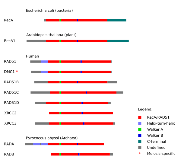 File:HR proteins conserved domains.svg