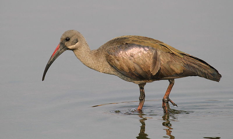 File:Hadada or Hadeda Ibis, Bostrychia hagedash at Borakalalo National Park, South Africa (9868786884).jpg