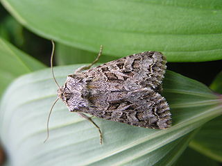 Hadenini Tribe of moths