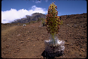 Haleakala National Park HALE1828.jpg