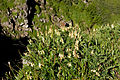 イワオウギ Hedysarum vicioides