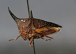 Hemikyptha punctata