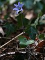 habitus with blossom and leaf, Photo by Kristian Peters