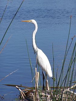 Velika bijela čaplja (Casmerodius albus)