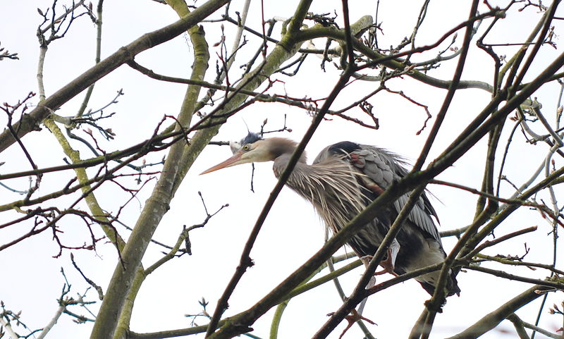 File:Herons in Stanley Park 019.jpg