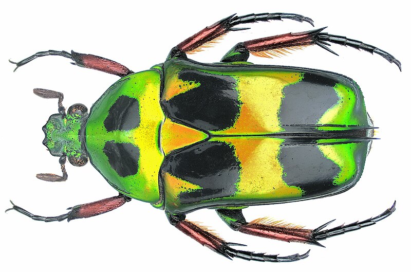 File:Heterorrhina macleayi (Kirby, 1818) (3398731532).jpg