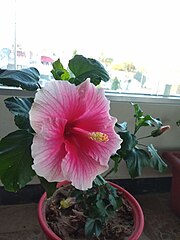 Hibiscus Rosa-Sinensis