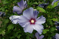 Hibiscus syriacus  Typusart (cultivars in many colors)