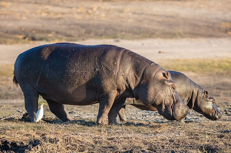 File:Hipopótamos (Hippopotamus amphibius), parque nacional de Chobe, Botsuana, 2018-07-28, DD 81.jpg
