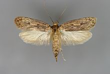 The Brown House Moth - A Homeowners Guide