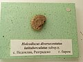 en:Holcodiscus diversecostatus latituberculatus subsp.n. Upper en:Barremian, Nedoklan, Razgrad Province at the en:Sofia University "St. Kliment Ohridski" Museum of Paleontology and Historical Geology