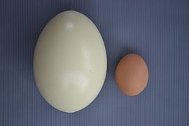 Œuf (à gauche), comparé à celui d'une poule