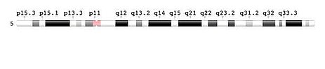 Annotated human chromosome 5. Retrieved from NCBI Gene. Human Chromosome 5.jpg