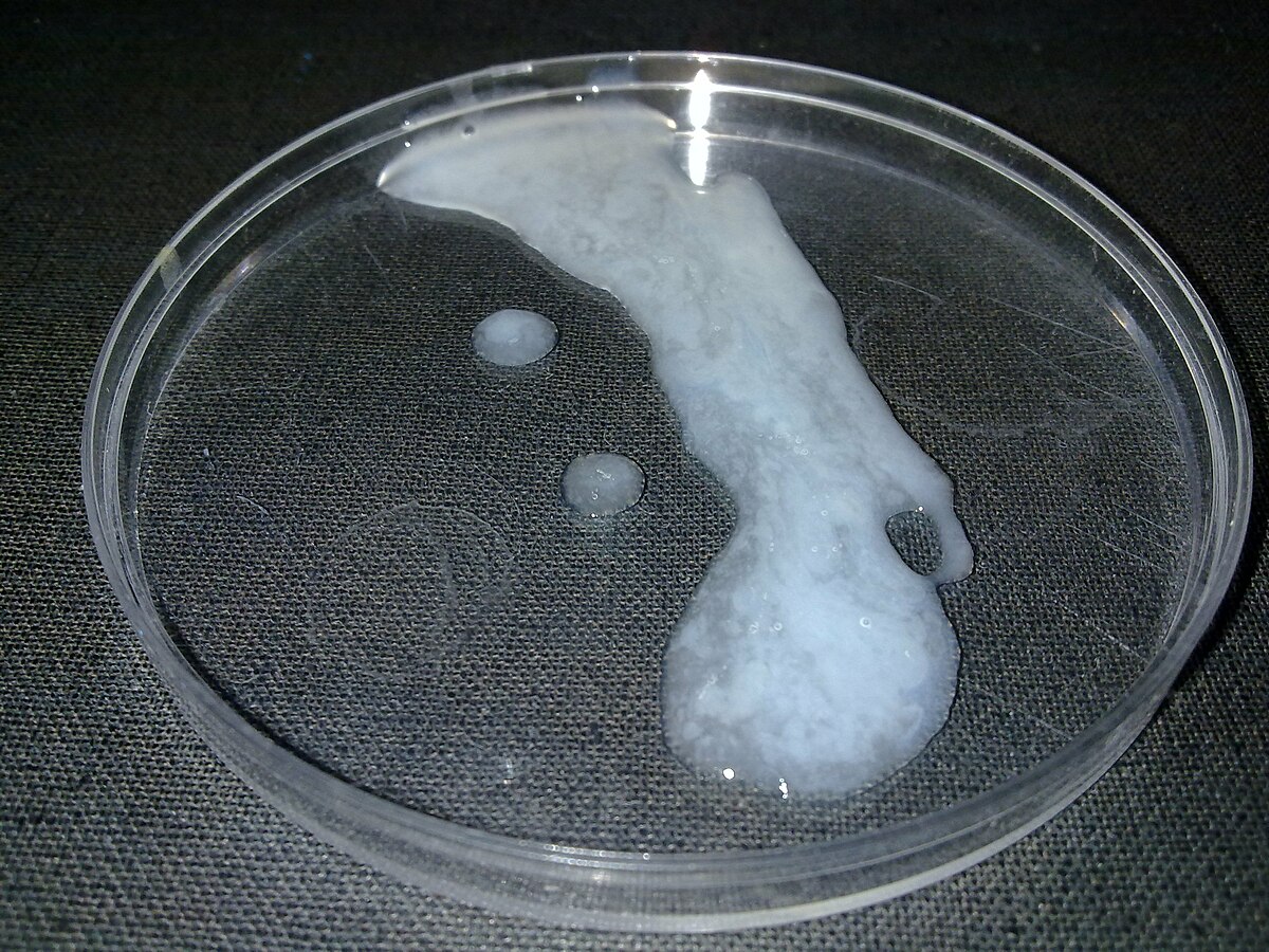 прозрачная сперма можно забеременеть фото 77