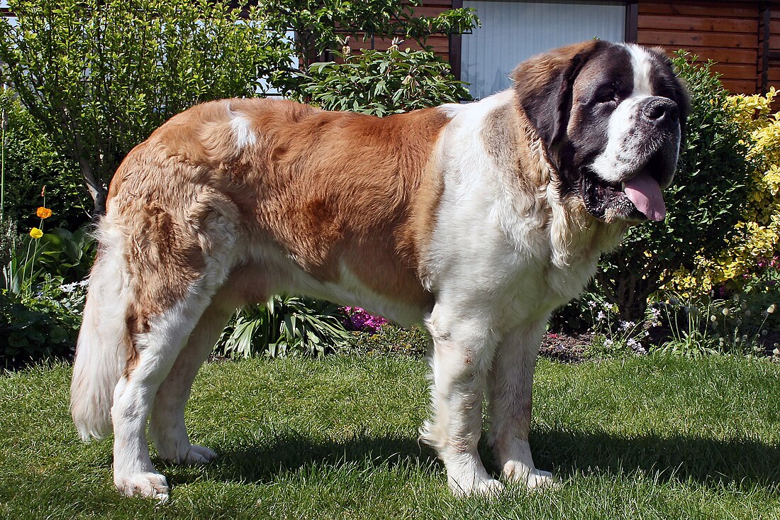 St. Bernard (dog breed)