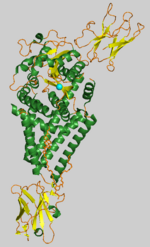 Thumbnail for Hyaluronan synthase