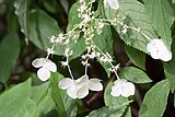 Hydrangea heteromalla