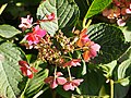 Hydrangea macrophylla 'Jyogasaki', Hortensja ogrodowa 'Jyogasaki', 2017-10-15