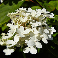 Hydrangea paniculata, vipphortensia