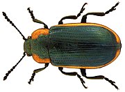 حاشیه Hydrothassa (Linné ، 1758) (5295832433) .jpg