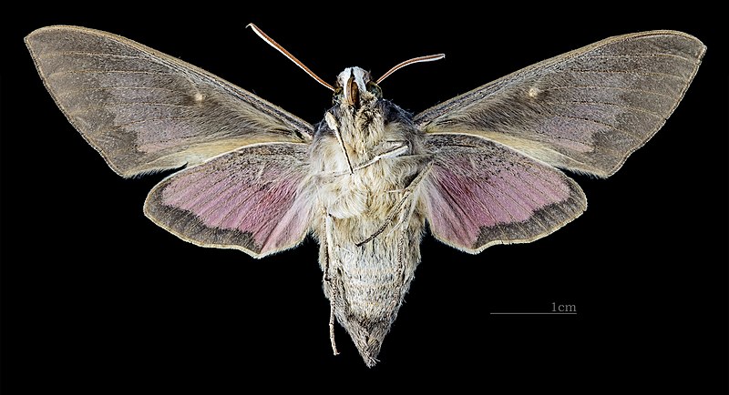 File:Hyles vespertilio MHNT CUT 2010 0 65 female Pelvoux ventral.jpg