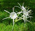 Hymenocallis pimana flowers