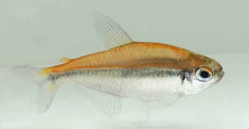 File:Hyphessobrycon vilmae light background.png