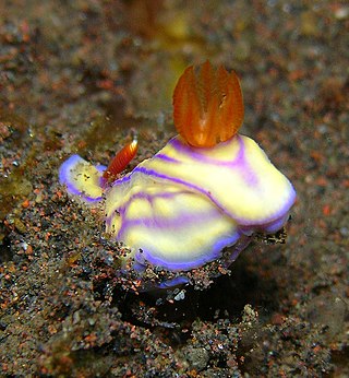 <i>Hypselodoris whitei</i> Species of gastropod