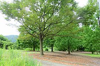 木々が残る旧園内