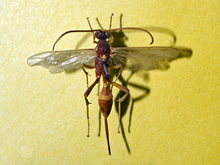 <i>Acroricnus seductor</i> species of wasp