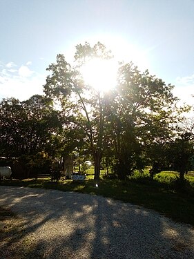 Il sole nell'albero