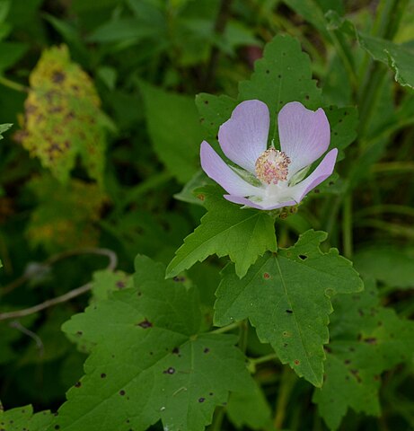 a pink flower with five lobes growing on a plant with green trident-shaped leaves
