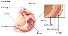 The gastrointestinal wall of the human stomach Illu stomach2.jpg