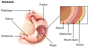 Gastric mucosa
