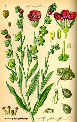 Cynoglossum officinale