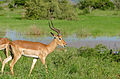 Impala (Aepyceros melampus) (16362934527).jpg