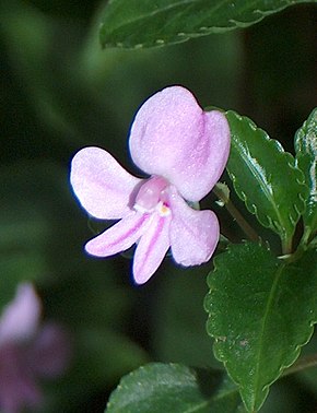 Descrizione dell'immagine Impatiens pseudoviola flos.jpg.