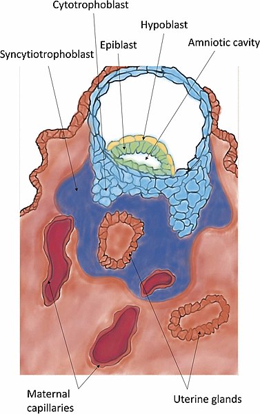 File:Implanting embryo.jpg