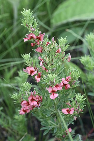 <i>Indigofera hilaris</i> Species of plant