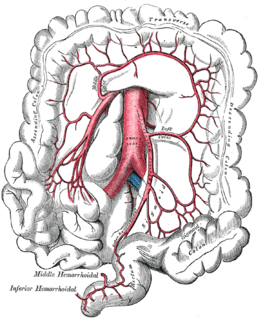 Marginal artery of the colon Human artery