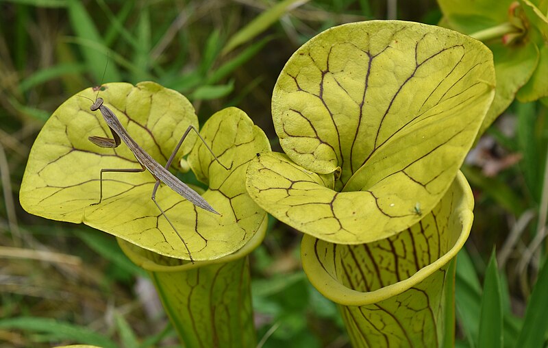 File:Invertebrate praying mantis ncwetlands AM.jpg