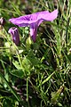 Ipomoea crassipes