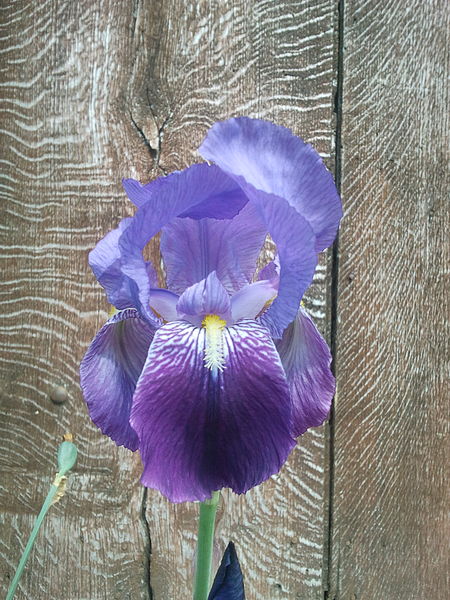 File:Iris.jpeg