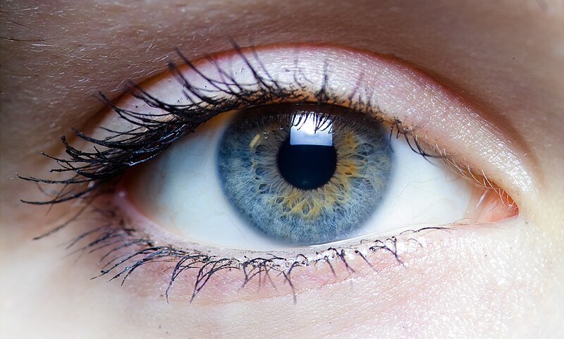 File:Iris - left eye of a girl.jpg