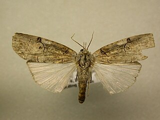 <i>Iscadia</i> Genus of moths