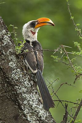 Jackson toko (Tockus jacksoni), Kenya