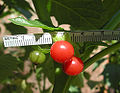 Ripe red fruits, Collection Plowman & Davis 4449 grown as Mione 450, collected in Ecuador, Province Pichincha.