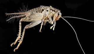 <i>Velarifictorus micado</i> Species of cricket
