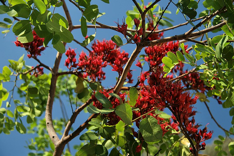 File:Jardí Botànic de Barcelona (27254530950).jpg